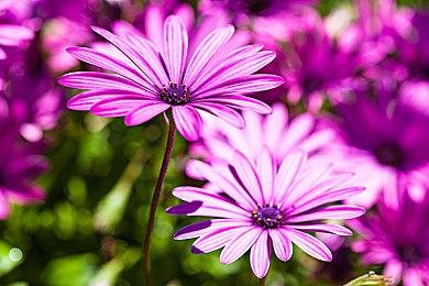 《巫师4》将是CDPR有史以来最先进的游戏